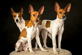 Image result for Minnature Rat Terrier