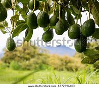 Image result for Avocado Tree in India