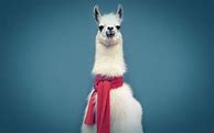 Image result for Llama Wallpaper for Phone