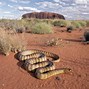 Image result for Desierto Fauna