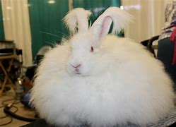 Image result for Angora Rabbit