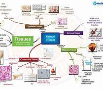 Image result for Animal Tissue Diagram