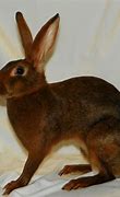 Image result for Belgian Hare Rabbit