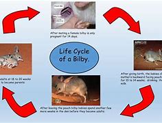 Image result for Bilby Life Cycle