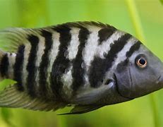 Image result for Zebra Butterfly Fish Saltwater