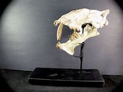 Image result for Hoplophoneus Skull Drawing