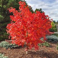 Image result for Fire Maple Tree