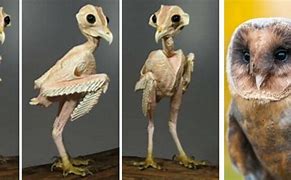 Image result for Hawk without Feathers