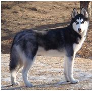 Image result for Black and White Husky Dog