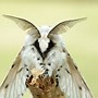 Image result for Moth Whole Pouch