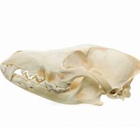 Image result for Coyote Skull Anatomy