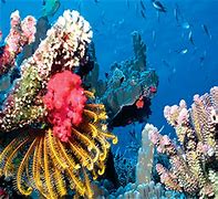 Image result for Key West Coral Reef