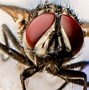 Image result for Fly Eyes