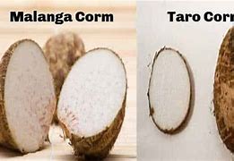 Image result for Malanga vs Taro