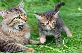 Image result for Picuters of Flat Face Cats