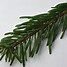 Image result for Grand Fir