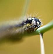 Image result for Macro Photography Natural Forms