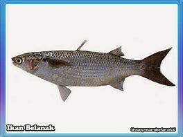 Image result for Ikan Belin Laut