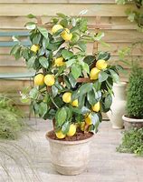 Image result for Dwarf Lemon Tree Indoor