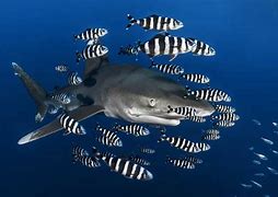 Image result for Pilot Fish