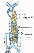 Image result for Venous Plexuses