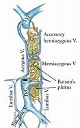 Image result for Prostatic Plexus