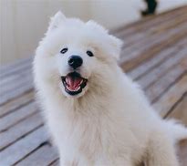 Image result for Fluffy Doggo