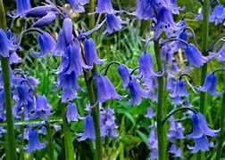 Image result for Natural Blue Flowers