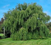 Image result for 1 Willow Tree