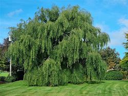 Image result for Calm Willow Tree