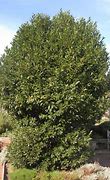 Image result for Laurus Species