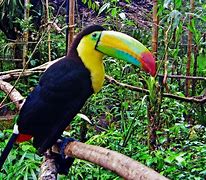 Image result for Toucan Bird Camera