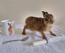 Image result for brown hare baby