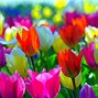 Image result for Spring Tulips