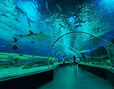 Image result for Ocean Park Philippines