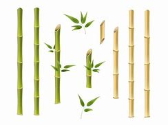 Image result for Vector Daun Bambu