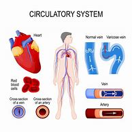 Image result for Circulatory System Grade 5