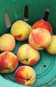 Image result for Peach Picking