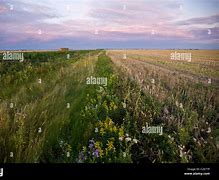 Image result for Manitoba Prairies