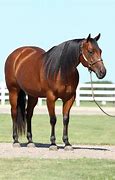 Image result for Brown Quarter Horse Stallion