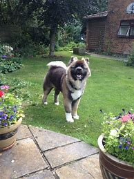 Image result for Long Hair Akita