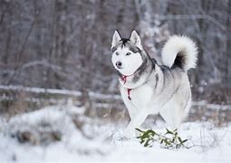 Image result for Siberian Husky