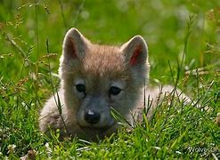 Image result for Wolf Pup Artic