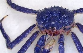 Image result for Alaskan Blue Crab