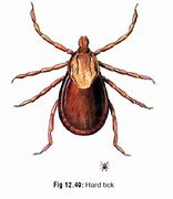 Image result for Ticks and Mites