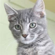 Image result for Gray Tabby Olive Eyes