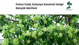 Image result for Buah Pulai