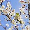 Image result for Plum Blossom Japan