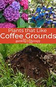 Image result for Plants That Love Coffee Grounds