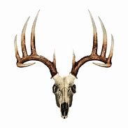 Image result for Deer Skull Icon